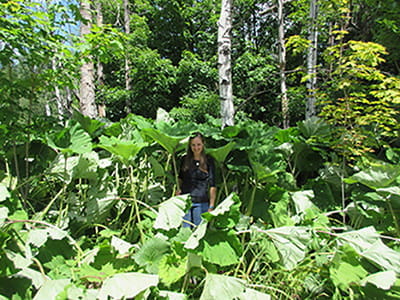 Woman in a patch of butterbur in the woods