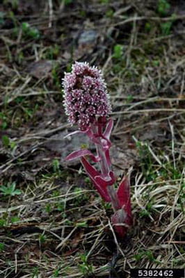 A red butterbur stalk with pink flowers.