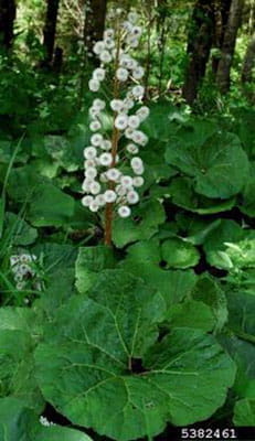 White, tufted seeds of butterbur on a stalk