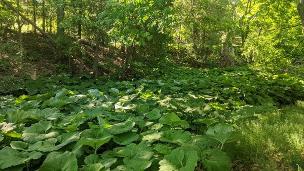 A dense infestation of invasive butterbur, characterized by its large, rounded leaves, along the base of a hillside in a forest.