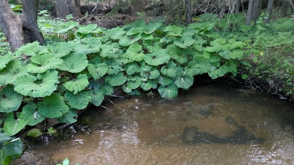 An invasive butterbur infestation along a streambank in a forest.