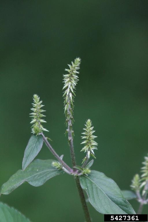 Japanese chaff flower flowers
