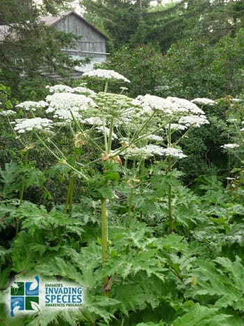 Giant hogweed