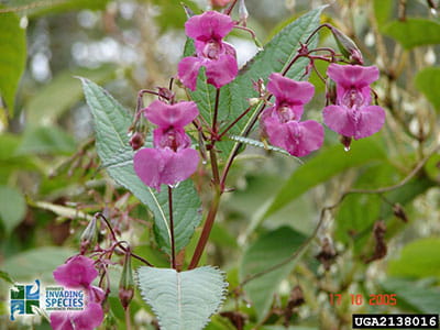 himalayan balsam