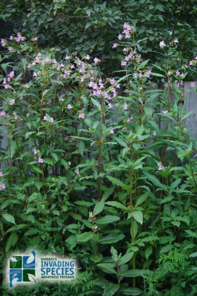 himalayan balsam