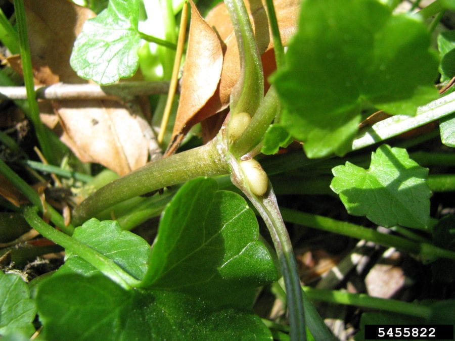 Bulbils growing between the stem and leaves on a lesser celandine plant.