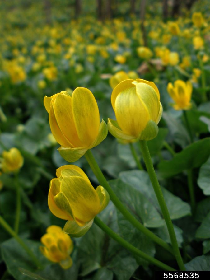 Lesser celandine plants showing yellow flowers with closed petals.