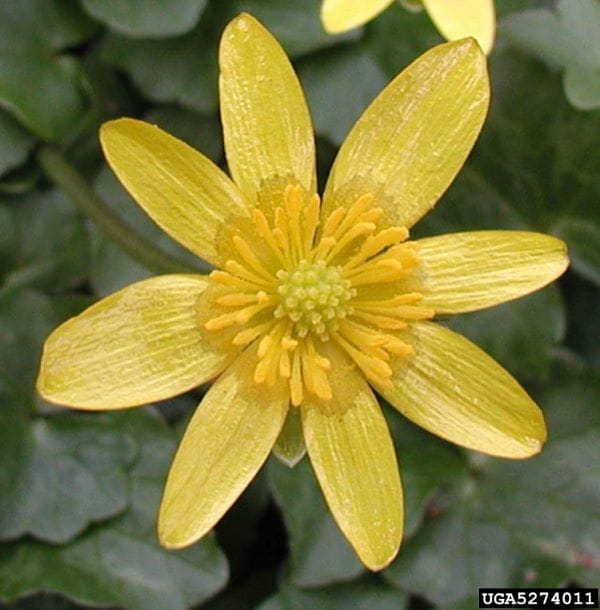 A yellow lesser celandine flower in bloom, displaying eight petals.