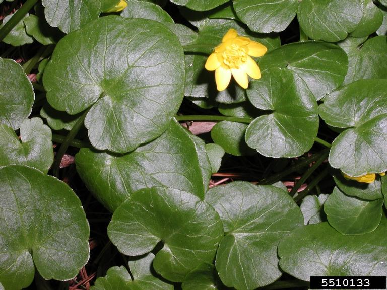 Lesser celandine foliage is kidney to heart-shaped, pictured here with one yellow flower.