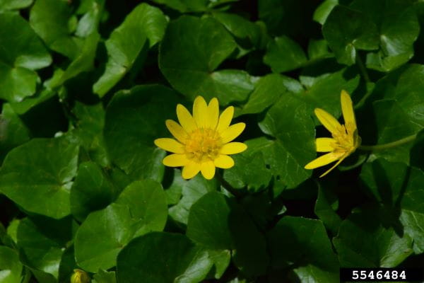 A lesser celandine plant with two yellow flowers.