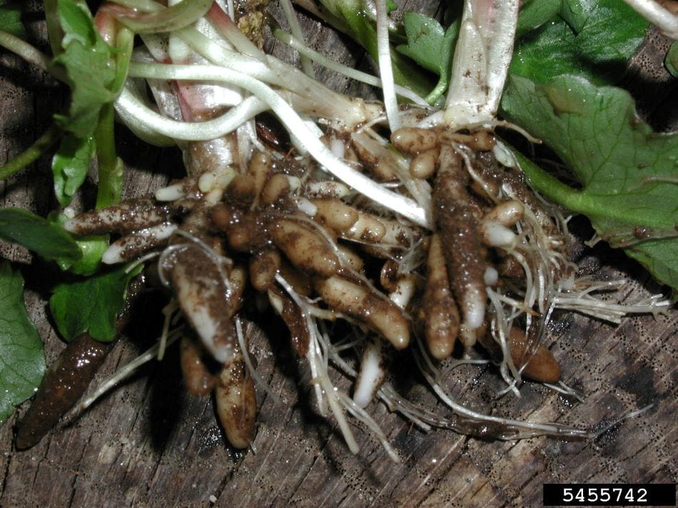 An uprooted lesser celandine plant displays fleshy tubers that can spread and reproduce into plants.