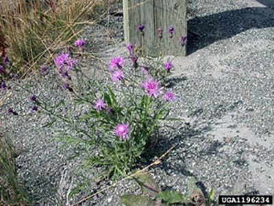 A spotted knapweed plant grows in gravel near a fence post.