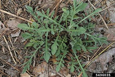 A spotted knapweed rosette growing close to the ground.