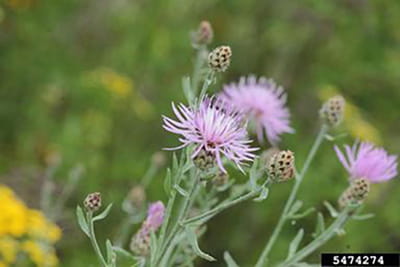 Pinkish-purple spotted knapweed flowers.