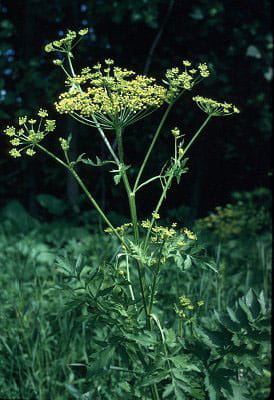 A wild parsnip plant in bloom in a field