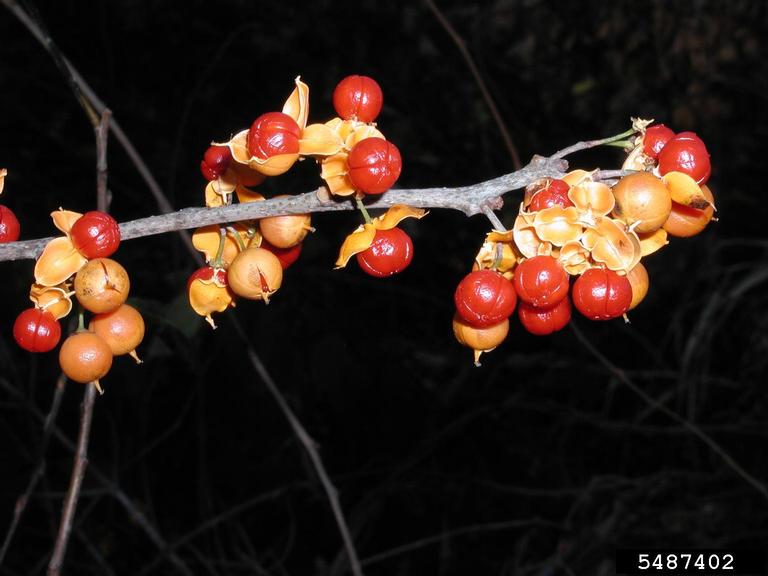 A branch with round leaf bittersweet fruits showing the orange fruit and yellow capsules.