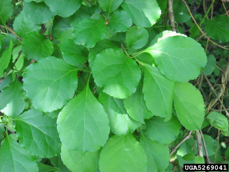 Several branches showing the round, smoothly-toothed leaves of round leaf bittersweet.