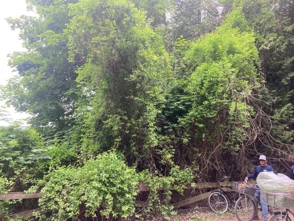Round leaf bittersweet smothering tall trees along a forest edge. People on bicycles are seen in the right foreground.