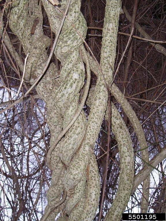 Thick round leaf bittersweet vines wrapped around and completely covering a tree branch.