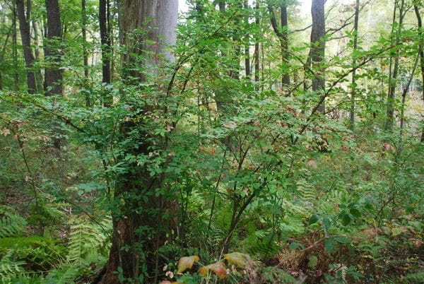 Burning bush plants with green leaves growing in a mature forest in front of large tree trunks.