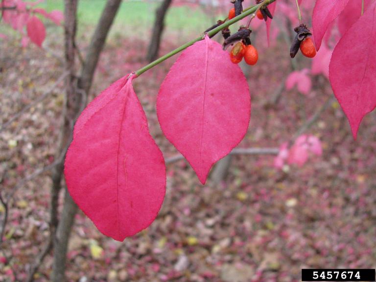 A closeup of a burning bush's red leaves and small, orange fruit.