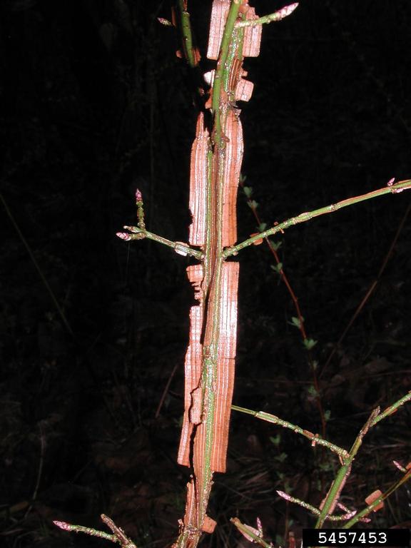 A burning bush twig showing its ridges or wings made of thin, corky material.