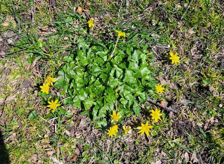 A lesser celandine plant with yellow flowers in bloom.