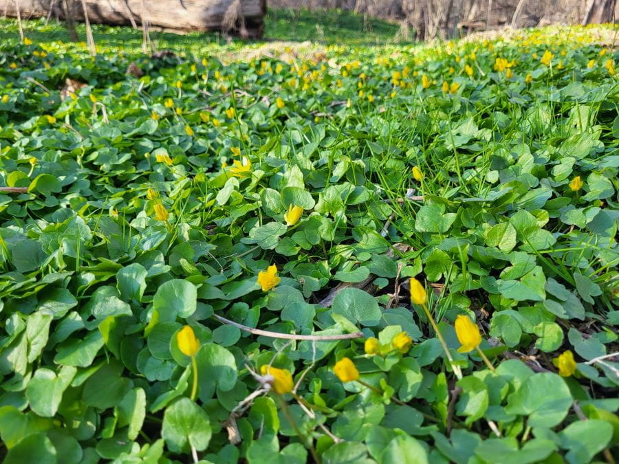 A dense population of lesser celandine plants in the spring.