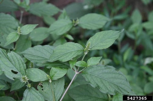 Japanese chaff flower leaves