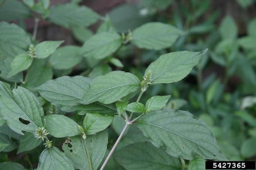 Chaff flower leaves and stems