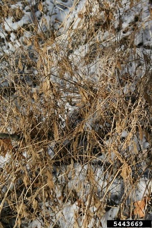 Japanese chaff flower brown stems in winter