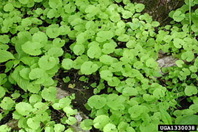 A cluster of garlic mustard rosettes grow on the forest floor.