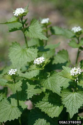 The garlic mustard plant with clusters of small, white flowers.
