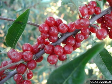 autumn olive berries