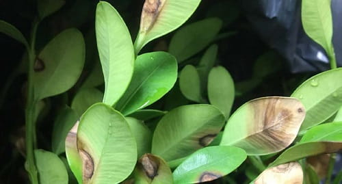 leaf lesions on boxwood shrubs indicate boxwood blight
