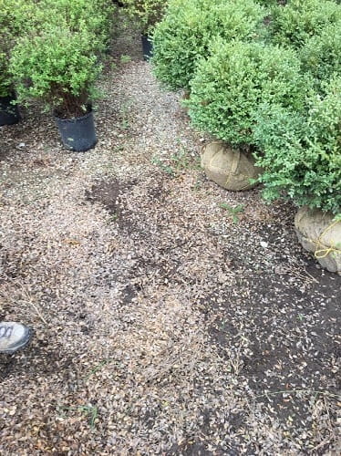 Excessive leaf drop around boxwood shrubs