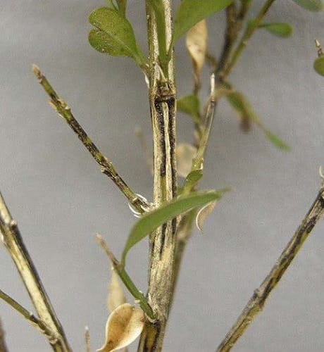 stem lesions on boxwood shrubs