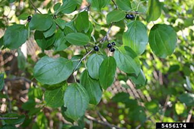 Common buckthorn branch with green leaves and dark purple fruit.