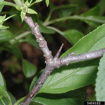 Common buckthorn twigs up close, showing a sharp thorn.