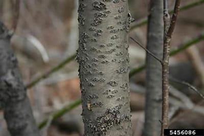The silvery bark of common buckthorn is covered with small bumps.