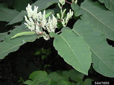 A branch of giant knotweed with long, green leaves and white flower spikes.