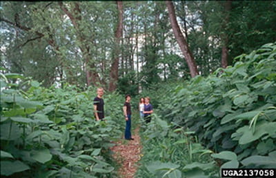 Four people on a trail surrounded by giant knotweed shrubs.