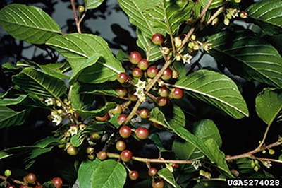The underside of a glossy buckthorn branch showing leaves, white flowers and greenish-red fruit.