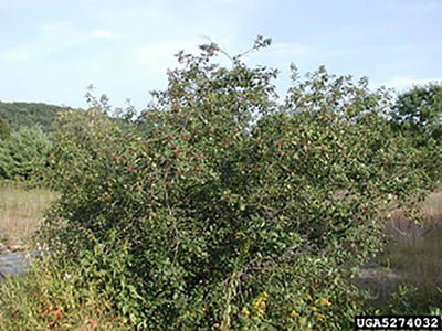 A glossy buckthorn bush with red fruit growing in a field.