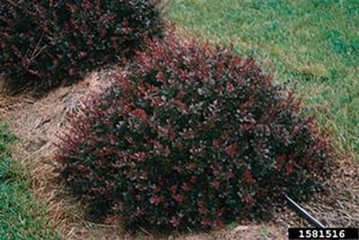 Two Japanese barberry shrubs in a garden.