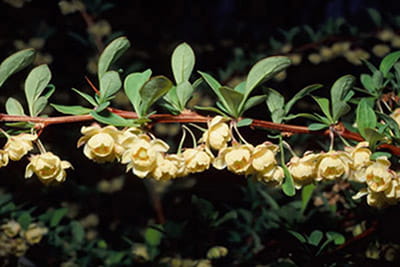 Cream-colored Japanese barberry flowers hang from the stem.