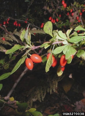 Small, elongated red berries form along the Japanese barberry stem.