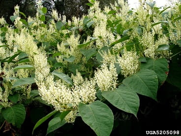 Japanese knotweed