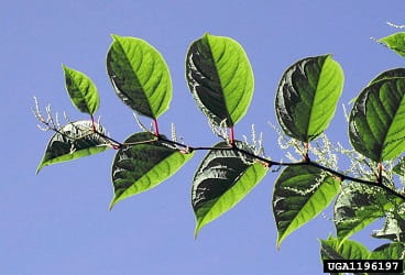 japanese knotwood