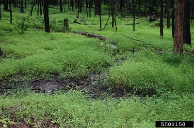 japanese stiltgrass